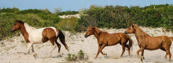 Maryland RV Parks: Your Ultimate Road Trip Destinations with SleepDog® Mattress